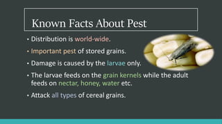 Known Facts About Pest
• Distribution is world-wide.
• Important pest of stored grains.
• Damage is caused by the larvae only.
• The larvae feeds on the grain kernels while the adult
feeds on nectar, honey, water etc.
• Attack all types of cereal grains.
 
