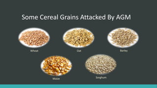 Some Cereal Grains Attacked By AGM
Wheat Oat Barley
Maize Sorghum
 