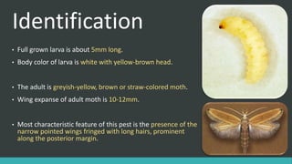 Identification
• Full grown larva is about 5mm long.
• Body color of larva is white with yellow-brown head.
• The adult is greyish-yellow, brown or straw-colored moth.
• Wing expanse of adult moth is 10-12mm.
• Most characteristic feature of this pest is the presence of the
narrow pointed wings fringed with long hairs, prominent
along the posterior margin.
 