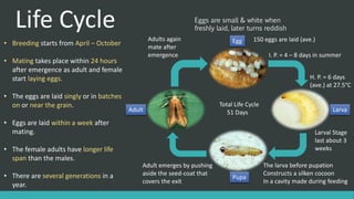 Life Cycle
Egg
Larva
Pupa
Adult
• Breeding starts from April – October
• Mating takes place within 24 hours
after emergence as adult and female
start laying eggs.
• The eggs are laid singly or in batches
on or near the grain.
• Eggs are laid within a week after
mating.
• The female adults have longer life
span than the males.
• There are several generations in a
year.
Eggs are small & white when
freshly laid, later turns reddish
150 eggs are laid (ave.)
I. P. = 4 – 8 days in summer
Larval Stage
last about 3
weeks
The larva before pupation
Constructs a silken cocoon
In a cavity made during feeding
H. P. = 6 days
(ave.) at 27.5°Ϲ
Total Life Cycle
51 Days
Adult emerges by pushing
aside the seed-coat that
covers the exit
Adults again
mate after
emergence
 