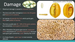 Damage
• Maximum damage is caused in monsoon season.
• The larva soon after emergence bores into the grain
and feeds on it’s contents.
• As it grows, it extends the hole which partly gets
filled with pellets of excreta.
• The larva usually eats 30 – 50% of the grain content,
but sometimes entire grain is consumed.
• After infestation the grains give out an unpleasant
smell and present an unhealthy appearance because
each grain gets covered by scales shed by the moth.
• In a heap of grain, upper layer is most severely
affected.
Larva pupates within the grain
 