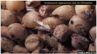 Damage
Unpleasant appearance due to infestation
 