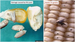 Holes in grainsDamage caused by this pest
 