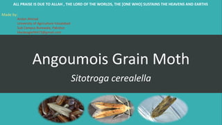 Angoumois Grain Moth
Sitotroga cerealella
ALL PRAISE IS DUE TO ALLAH , THE LORD OF THE WORLDS, THE [ONE WHO] SUSTAINS THE HEAVENS AND EARTHS
Made by:
Arslan Ahmad
University of Agriculture Faisalabad
Sub Campus Burewala, Pakistan
blackeagle94473@gmail.com
 