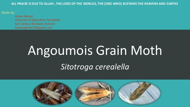angoumois grain moth