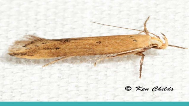 angoumois grain moth