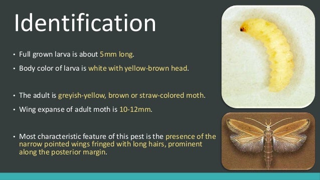 angoumois grain moth