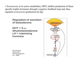 • Testosterone or its active metabolites, DHT, inhibits production of these
specific trophic hormones through a negative feedback loop and, thus,
regulates testosterone production (in fig)
 