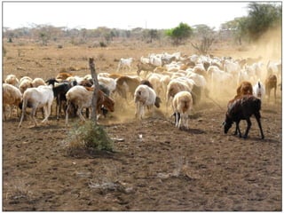 Animal genetic resources for improved productivity under harsh environmental conditions