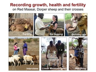 Animal genetic resources for improved productivity under harsh environmental conditions