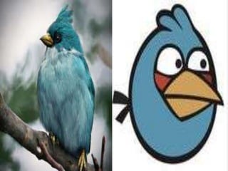 Angry birds na vida real