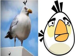 Angry birds na vida real