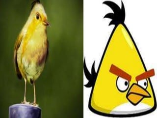 Angry birds na vida real