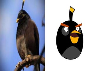 Angry birds na vida real