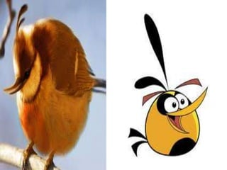 Angry birds na vida real