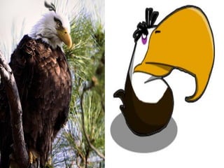 Angry birds na vida real