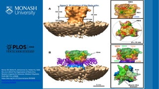Figure	5.	3D	structure	of	the	Ebola	spike.
Beniac DR,	Melito PL,	deVarennes SL,	Hiebert SL,	Rabb	
MJ,	et	al.	(2012)	The	Or...
