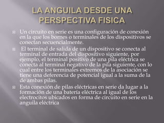 El mecanismo con el que funcionan estas células es el siguiente: la llegada de una señal química acciona la apertura de canales altamente selectivos presentes en la membrana celular, lo que provoca que iones de sodio entren en ella y que iones de potasio salgan hacia fuera. 