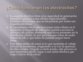 ¿Como funcionan los electrocitos? La anguila eléctrica tiene esta capacidad de generación energética gracias a una células especializadas llamadas electrocitos que se encuentran por todos sus órganos eléctricos. 
