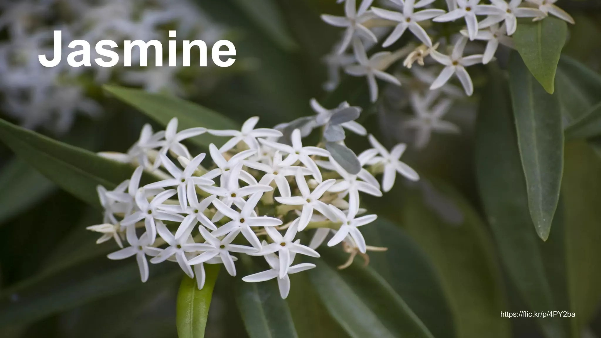 Jasmine
https://flic.kr/p/4PY2ba
