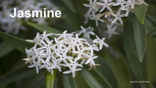 Jasmine
https://flic.kr/p/4PY2ba
 