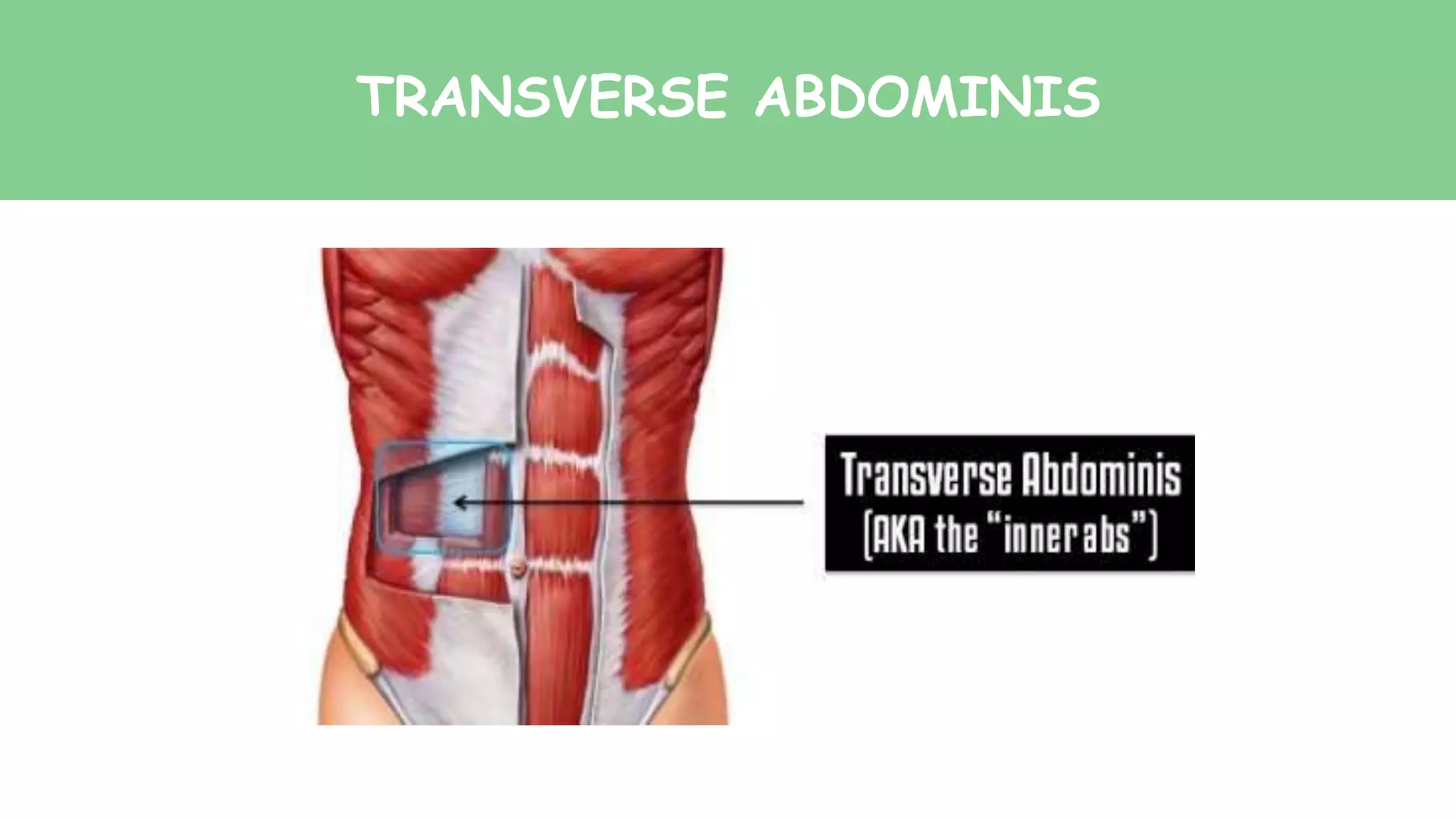 TRANSVERSE ABDOMINIS
 