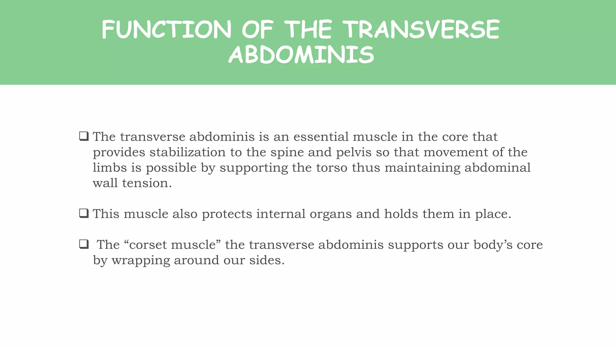 FUNCTION OF THE TRANSVERSE
ABDOMINIS
 The transverse abdominis is an essential muscle in the core that
provides stabilization to the spine and pelvis so that movement of the
limbs is possible by supporting the torso thus maintaining abdominal
wall tension.
 This muscle also protects internal organs and holds them in place.
 The “corset muscle” the transverse abdominis supports our body’s core
by wrapping around our sides.
 