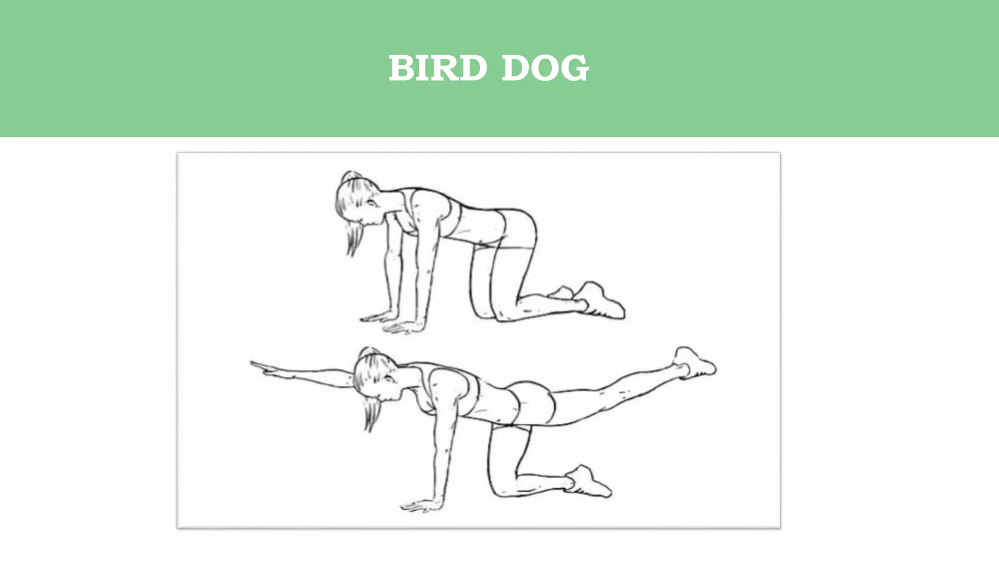 BIRD DOG
 