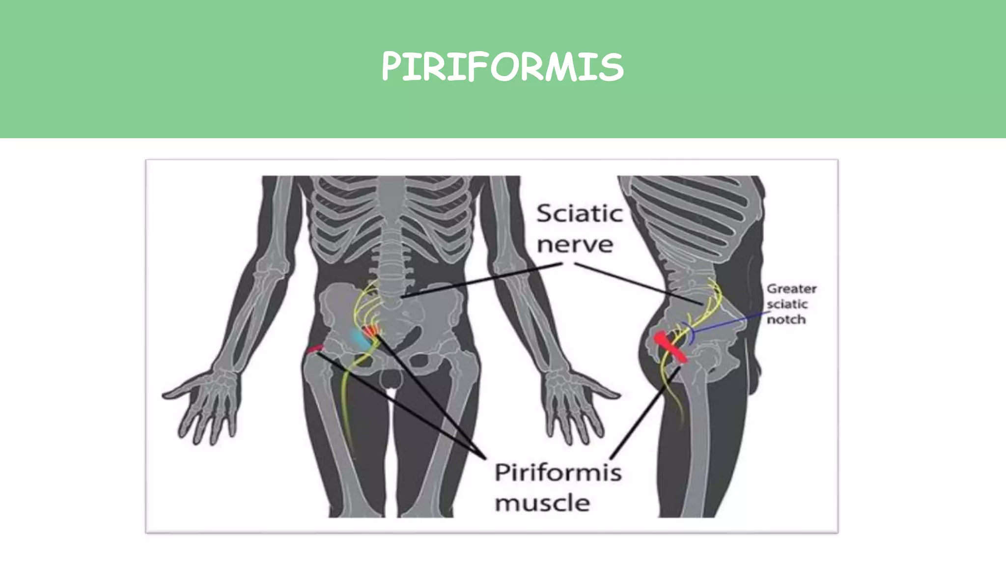 PIRIFORMIS
 
