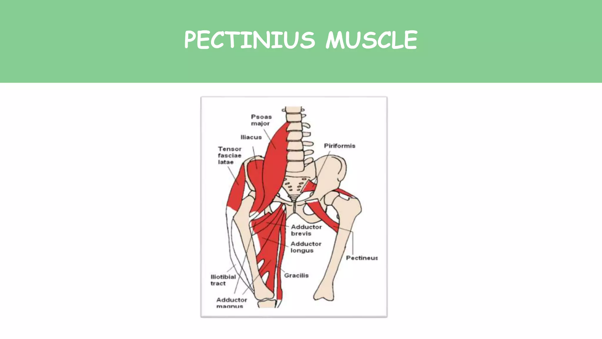 PECTINIUS MUSCLE
 