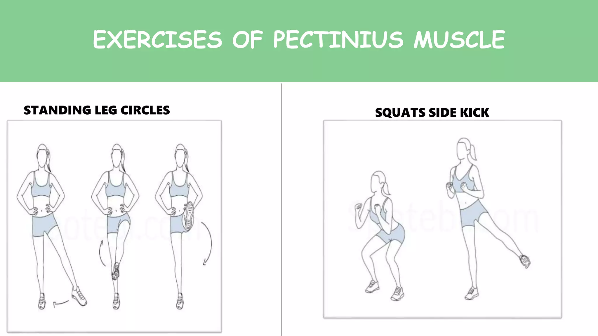 EXERCISES OF PECTINIUS MUSCLE
STANDING LEG CIRCLES SQUATS SIDE KICK
 