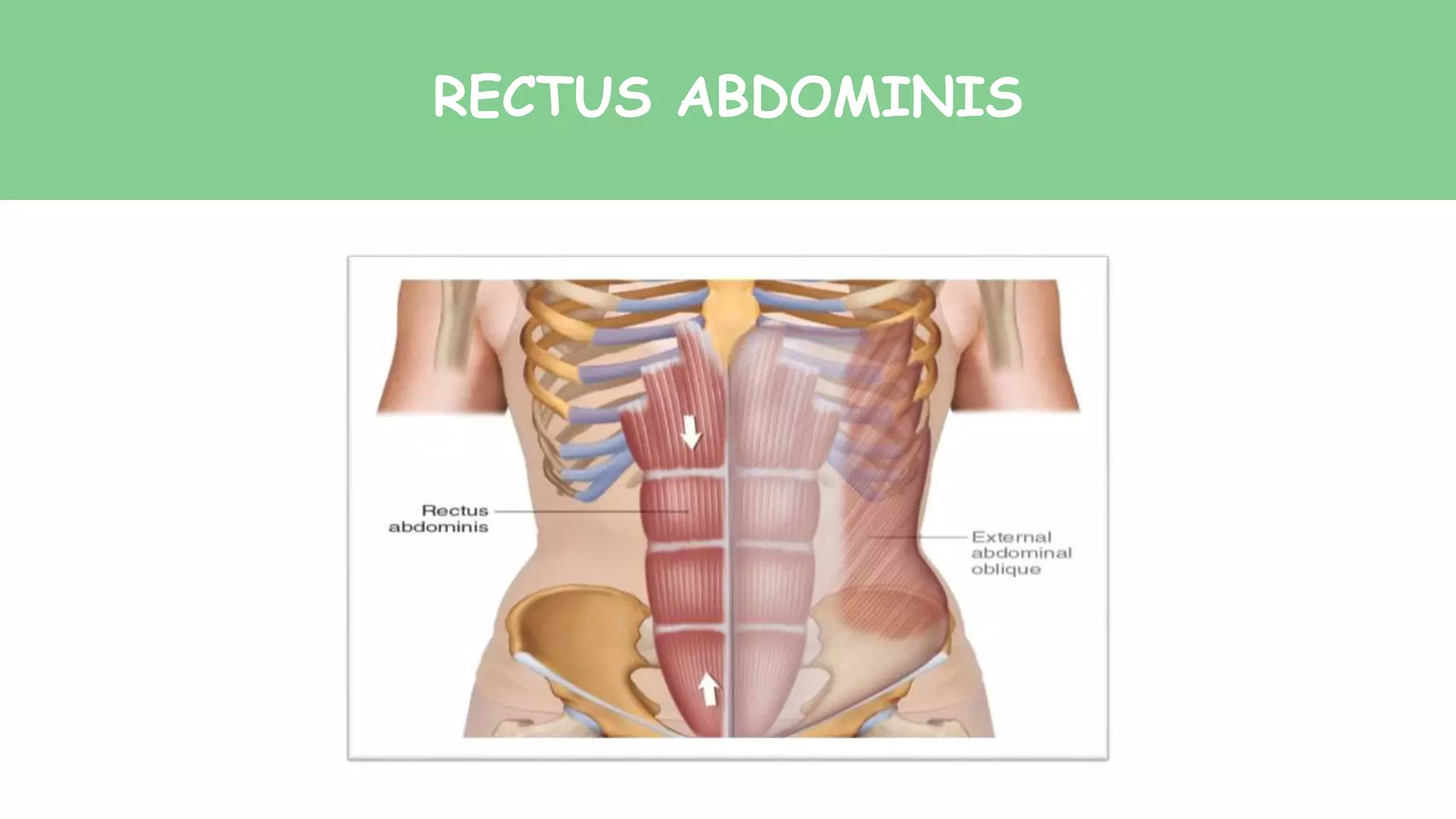 RECTUS ABDOMINIS
 