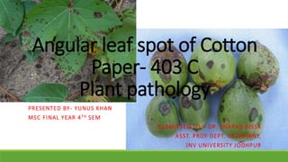 Angular leaf spot of Cotton
Paper- 403 C
Plant pathology
PRESENTED BY- YUNUS KHAN
MSC FINAL YEAR 4TH SEM
SUBMITTED TO – DR. SHARAD BISSA
ASST. PROF DEPT. OF BOTANY,
JNV UNIVERSITY JODHPUR
 