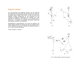 Ángulos limites 

Los  movimientos  que  podemos  realizar  con  las  diversas 
articulaciones tienen ángulos limites, fuera de los cuales no 
se  puede  llevar  ningún  movimiento.  Si  bien  es  cierto  que 
también  existen  diferencias  en  las  funciones  de  los 
individuos,  podemos  caracterizar  los  ángulos  con  unos 
valores  de  referencia  que  agrupan  a  la  mayoría  de  la 
población,  a  excepción  de  algunas  patologías  especificas 
que pueden aumentar la elasticidad. 

Seguidamente  presentaremos  una  serie  de  gráficos  con 
estos ángulos limites  en  posición  de  pie  que  pueden  servir 
como  referencia  inicial  en  el  análisis  de  algunas  tareas,  o 
en el uso de ciertos artefactos. 

Fuente: Mondelo 3, capítulo 3
 