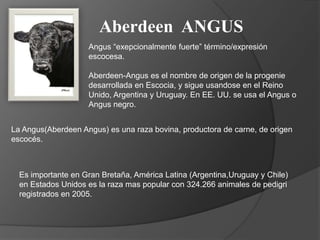 Aberdeen ANGUS
                    Angus “exepcionalmente fuerte” término/expresión
                    escocesa.

                    Aberdeen-Angus es el nombre de origen de la progenie
                    desarrollada en Escocia, y sigue usandose en el Reino
                    Unido, Argentina y Uruguay. En EE. UU. se usa el Angus o
                    Angus negro.


La Angus(Aberdeen Angus) es una raza bovina, productora de carne, de origen
escocés.



  Es importante en Gran Bretaña, América Latina (Argentina,Uruguay y Chile)
  en Estados Unidos es la raza mas popular con 324.266 animales de pedigri
  registrados en 2005.
 