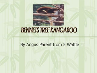 By Angus Parent from 5 Wattle BENNETS TREE KANGAROO 