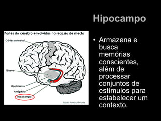 Hipocampo   <ul><li>A rmazena e busca memórias conscientes, além de processar conjuntos de estímulos para estabelecer um c...