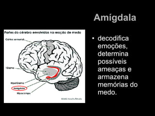 Amígdala   <ul><li>decodifica emoções, determina possíveis ameaças e armazena memórias do medo. </li></ul>