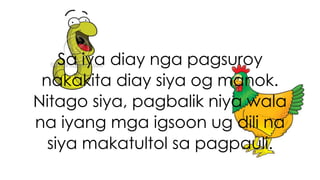 Sa iya diay nga pagsuroy 
nakakita diay siya og manok. 
Nitago siya, pagbalik niya wala 
na iyang mga igsoon ug dili na 
siya makatultol sa pagpauli. 
 