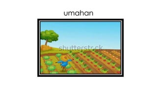 umahan 
 