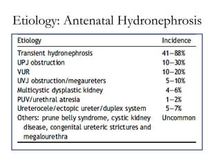 Etiology: Antenatal Hydronephrosis  