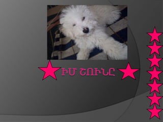 իմ շունը Ani