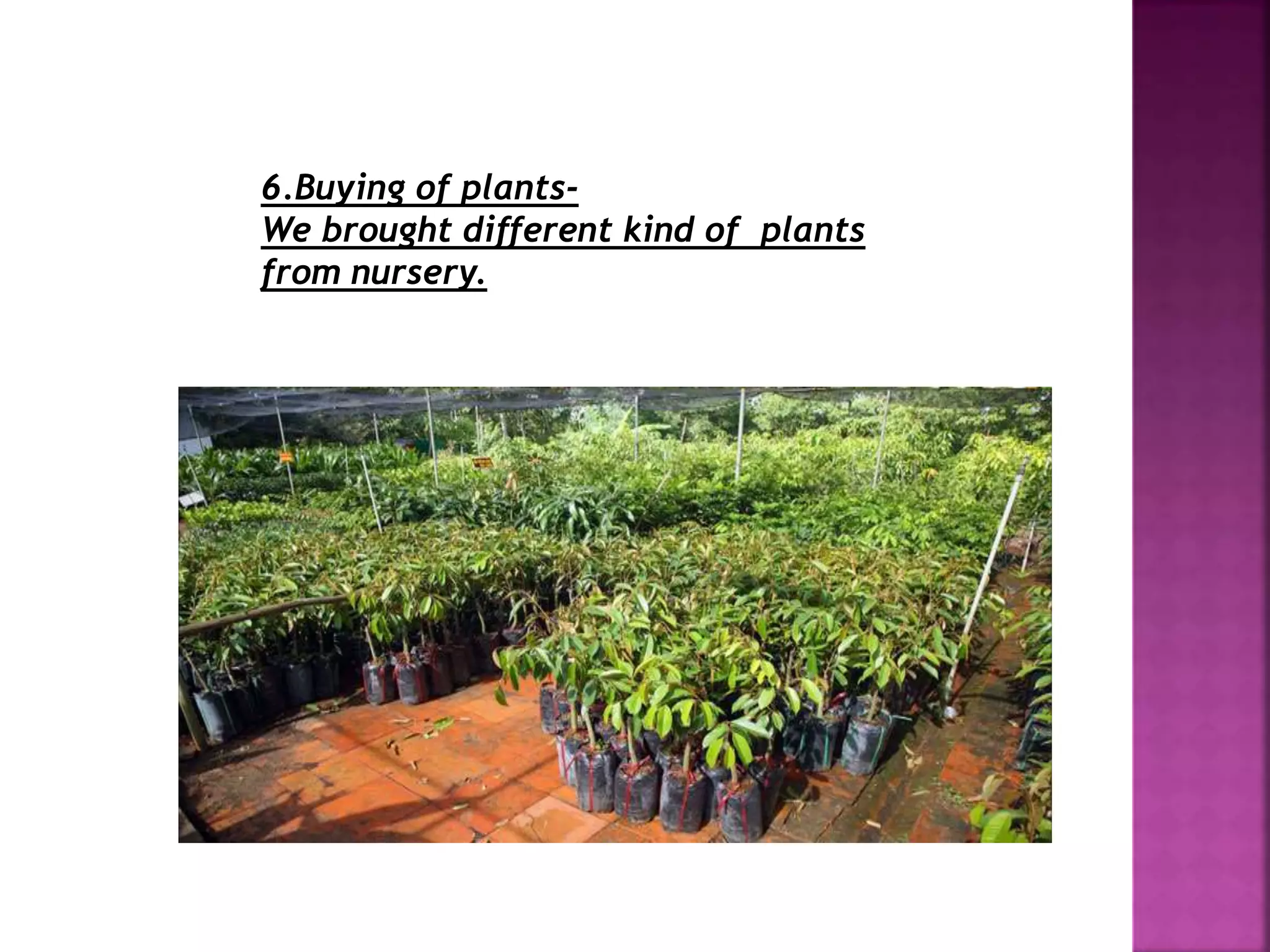 6.Buying of plants-
We brought different kind of plants
from nursery.
 