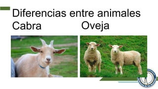 Diferencias entre animales
Cabra Oveja
 