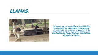 LLAMAS.
La llama es un mamífero artiodáctilo
domestico de la familia Camelidae,
abundante en la Puna o Altiplano de
los Andes de Perú, Bolivia, Argentina,
Ecuador y Chile.
 