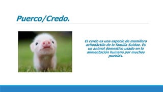Puerco/Credo.
El cerdo es una especie de mamífero
artiodáctilo de la familia Suidae. Es
un animal domestico usado en la
alimentación humana por muchos
pueblos.
 