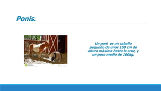 Ponis.
Un poni es un caballo
pequeño de unos 150 cm de
altura máxima hasta la cruz, y
un peso medio de 100kg.
 