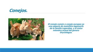 Conejos.
El conejo común o conejo europeo es
una especie de mamífero lagomorfo
de la familia Leporidae, y el único
miembro actual del genero
Oryctolagus.
 