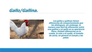 Gallo/Gallina.
Los gallos y gallinas tienen
diferencias de comportamiento que
los distinguen, sin embargo, la
manera mas fácil de diferenciar entre
una gallina y un gallo es su apariencia
física. Existen diferencias en la
cresta, la cola y el cuello, el tamaño
de zarzo, en general el cuerpo y las
patas.
 