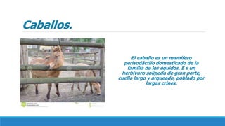 Caballos.
El caballo es un mamífero
perisodáctilo domesticado de la
familia de los équidos. E s un
herbívoro solípedo de gran porte,
cuello largo y arqueado, poblado por
largas crines.
 